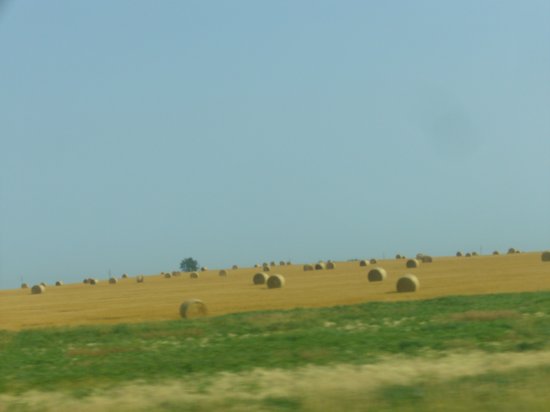 Bails of hay drying on the plains