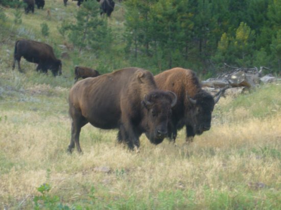 Buffalo roaming in the Black Hills