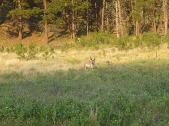 Wildlife in the Black Hills