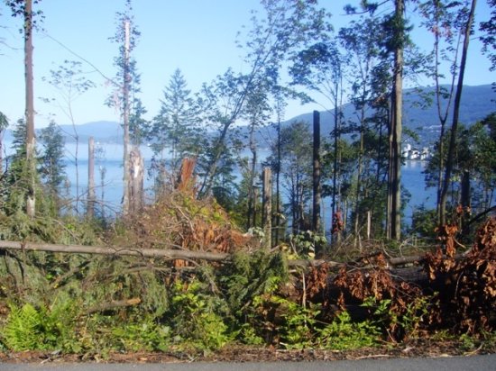 Wind storm damage at Stanley Park