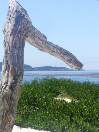 Tree, Water, Sky