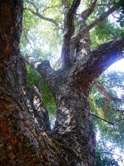 Cork Oak Tree