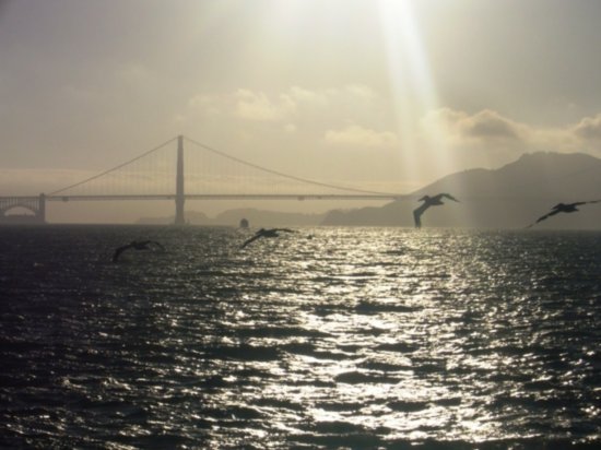 Pelicans and sun setting over the Golden Gate