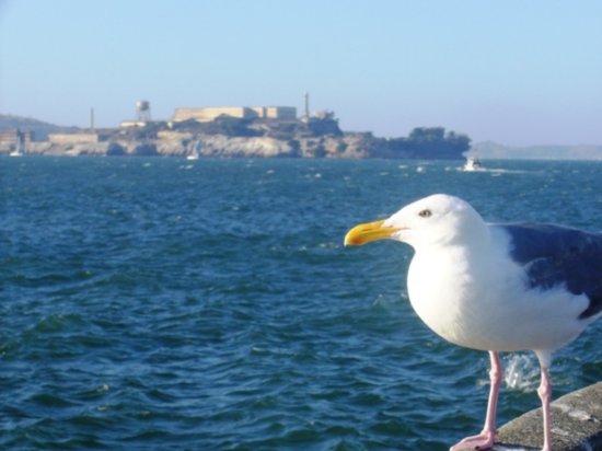 The bird from "The Birdman of Alcatraz"?