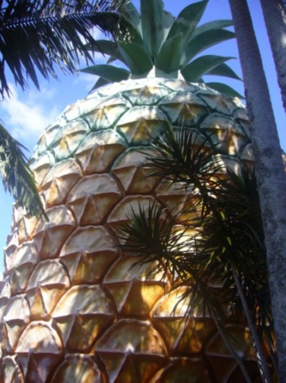 Another view of the BIG pineapple