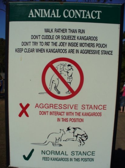 Beware of kangaroos!