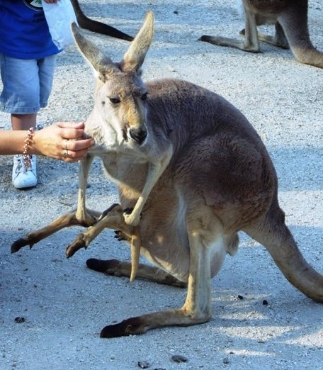 Joey is a bit too big for his pouch!