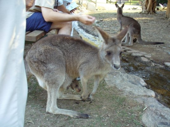 Melissa's first kangaroo (and joey)!