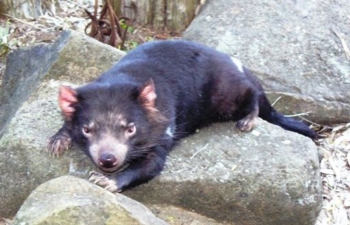 Tasmanian devil having a rest