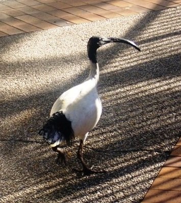 These birds are everywhere - Ibis