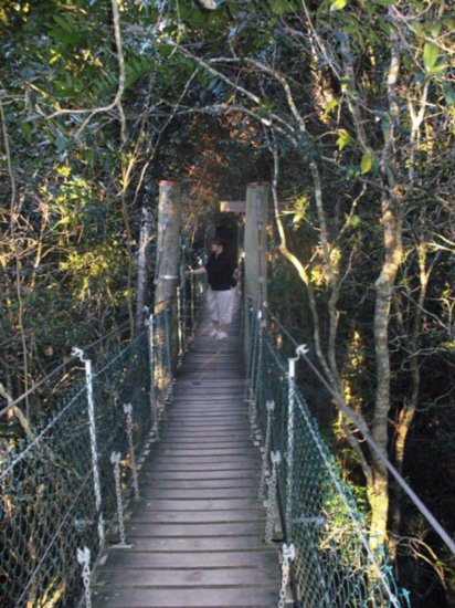 On the Tree Top Walk