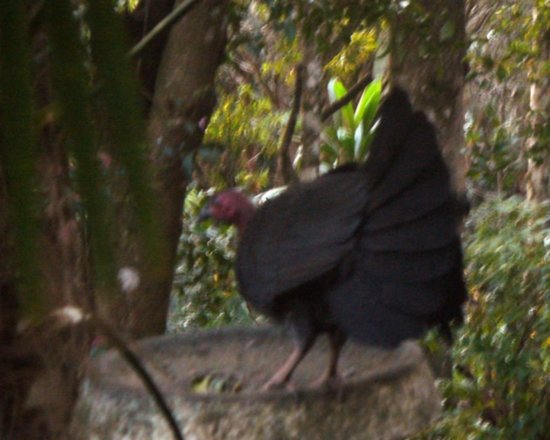 Turkey in the birdbath