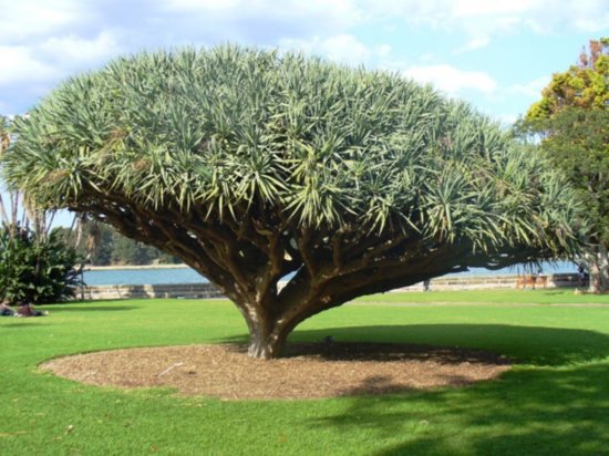 Tree in the Botanical Gardens