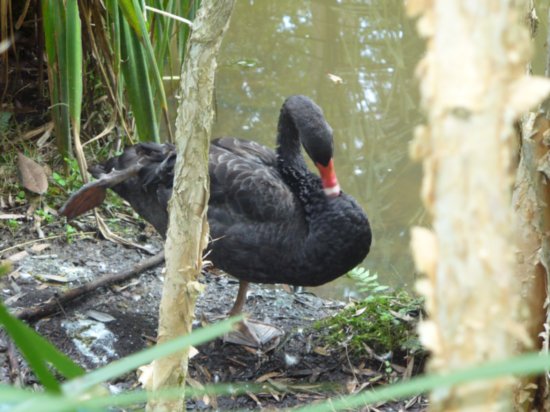 Black Swan