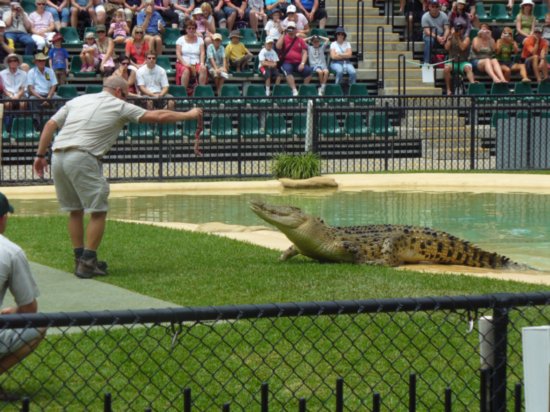 Crocodile feeding