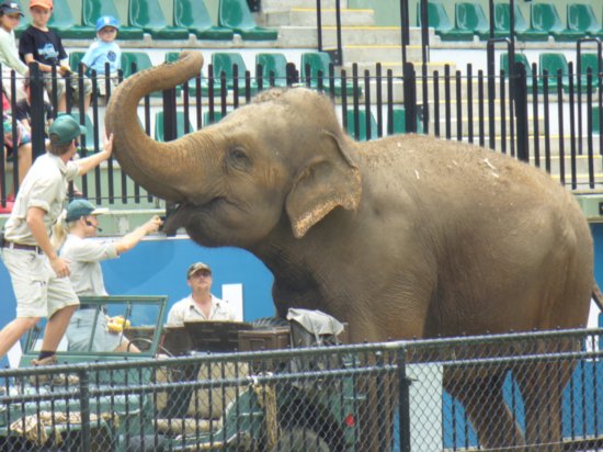 Elephant feeding