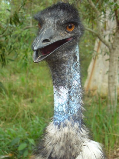 Hello Emu!