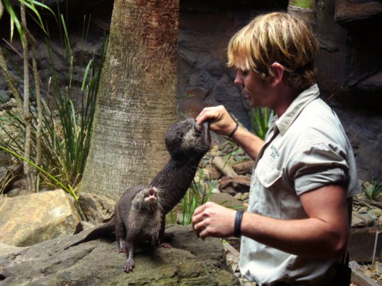 Otter feeding