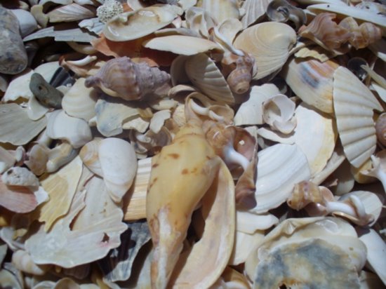 Seashells by the Seashore