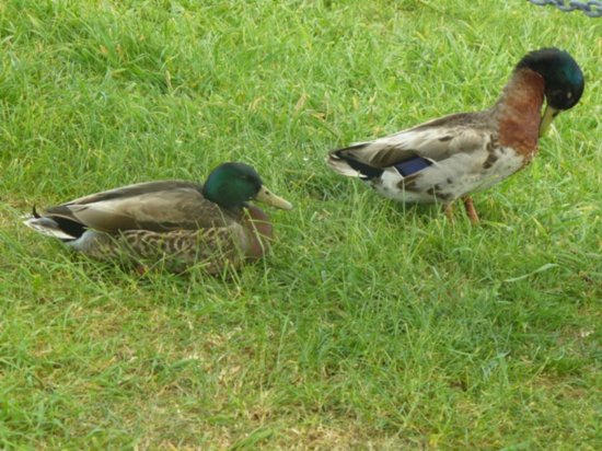 Two cute ducks