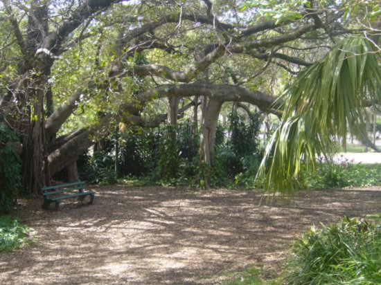 Lazy trees in Botanical Gardens