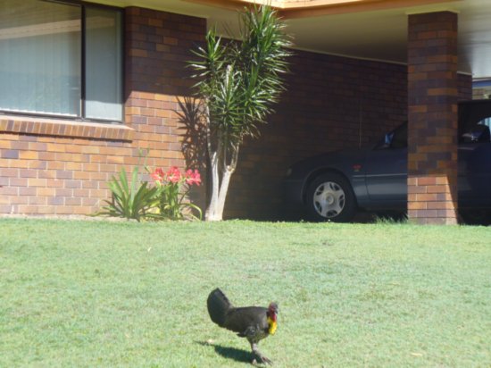 Bush Turkey on our front lawn