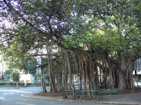 Giant Fig tree