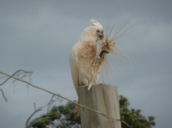 Cockatoo eating wheat grass