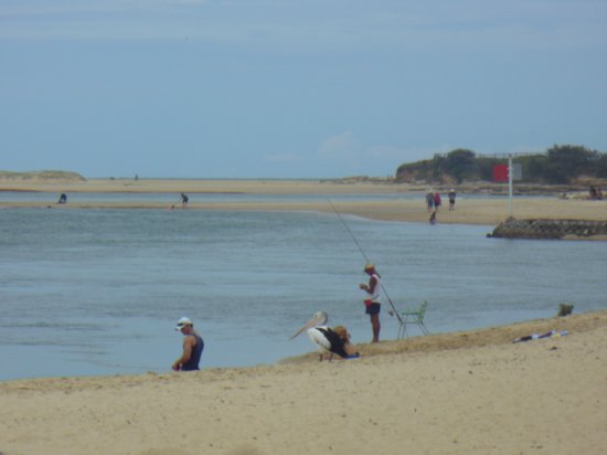 Pelicans mooching off fisherman