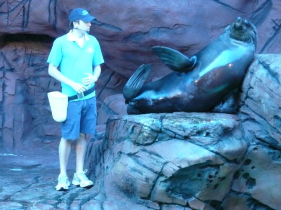 Sea Lions