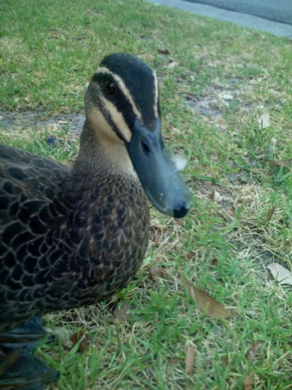 A friend who visited us at our cabin