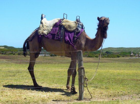 Anyone up for a Camel ride?