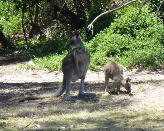 Kim and friend - Kangaroos on the Golf course