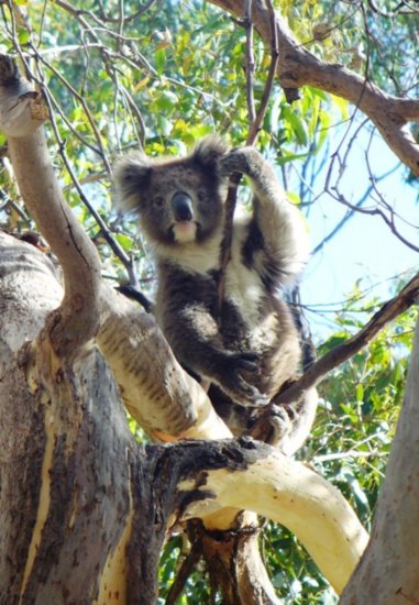 There were tons (cuddles!) of wild koalas