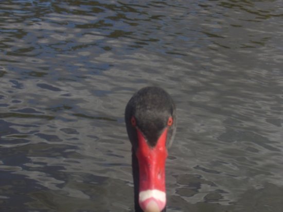 "Quack", or whatever black swans say....