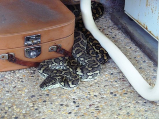 2 meter carpet python in our sunroom