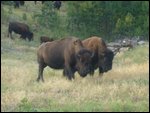 Buffalo roaming in the Black Hills