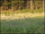 Wildlife in the Black Hills