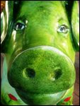 Pretty Green pig