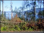 Wind storm damage at Stanley Park