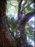 Cork Oak Tree