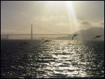 Pelicans and sun setting over the Golden Gate