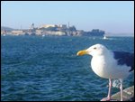 The bird from "The Birdman of Alcatraz"?