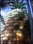 Another view of the BIG pineapple