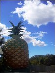 The BIG Pineapple