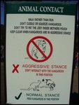 Beware of kangaroos!