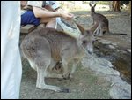 Melissa's first kangaroo (and joey)!