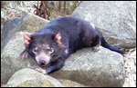 Tasmanian devil having a rest