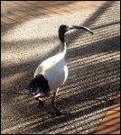 These birds are everywhere - Ibis