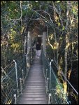 On the Tree Top Walk